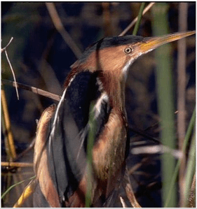 least bittern