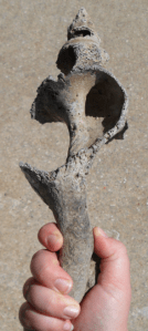 Ancient Conch