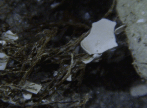 Shell Caught in Moss