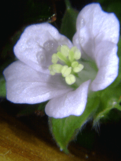 Tiney Flower 5