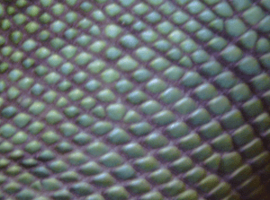 Dragon Skin